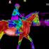 Equine Thermography: Diagnostic Tool